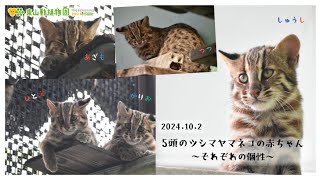 【東山動植物園公式】それぞれの個性：5頭のツシマヤマネコの赤ちゃん《 ツシマヤマネコ 》 [upl. by Eceinhoj445]