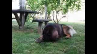 Leonberger plays with a kitten [upl. by Durham]