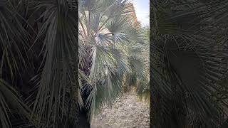 Brahea Armata Palms in Valencia Park travel spain valencia palms [upl. by Halstead746]