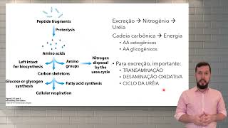 Compostos nitrogenados e Catabolismo de aminoácidos [upl. by Aicemed]