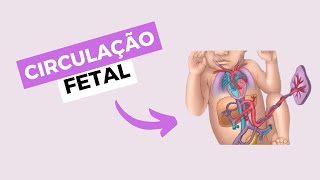 Como ocorre a CIRCULAÇÃO FETAL  Fisiologia [upl. by Taddeusz565]