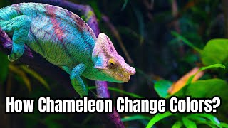 IS This CHAMELEON the Master of Disguise [upl. by Aihsema]