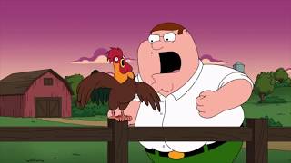 Peter Wakes A Rooster Up  Family Guy Scene Season 16 Episode 15 [upl. by Jurdi428]