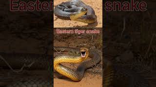 Top 10 most dangerous snakes in the world [upl. by Yelsnit]