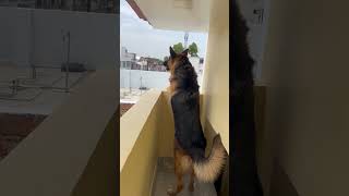 German Shepherd dog Barking  gsd dog barking  dog barking  puppy barking  dogbarkingsound [upl. by Linder]