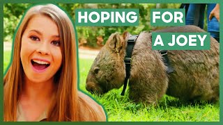 Bindi Is Hoping For A Baby In This Wombats Pouch  Crikey Its The Irwins [upl. by Sebastien352]