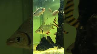 Juvenile Flagtail Fish aquarium fish fishkeeping aquariumhobby stillwaters [upl. by Liddle]