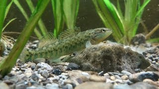 Catching native darters for my aquarium [upl. by Cadmarr]