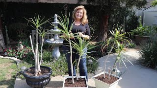 Pruning amp Transplanting a 36yr old Dracaena Plant  birdhouse garden [upl. by Assiralk]