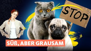 Hunde amp Katzen So machen Züchter unsere Tiere krank  Quarks [upl. by Nodnal]