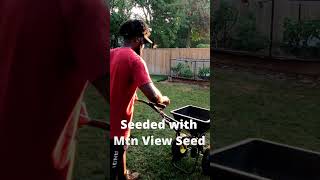 40 Day Lawn Transformation lawncare grass lawn gardening renovation [upl. by Xymenes]