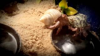 My water  Mine Cute hermit crab drinks water [upl. by Nelram307]