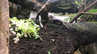 Ctenosaura pectinata panda pied eating in the greenhouse [upl. by Anahgem]