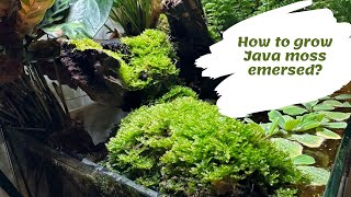 How to grow Java moss emersed [upl. by Neram]