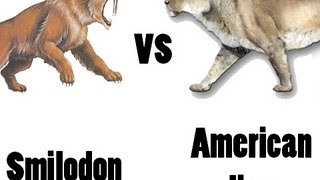 American Lion vs SabreToothed Cat  Who would win in a fight [upl. by Suanne416]