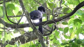 Long wattled Umbrellabird male displaying [upl. by Nared112]