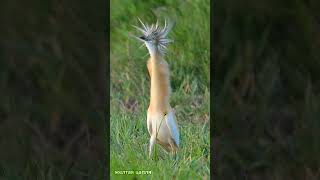 Squacco heron [upl. by Fiertz]