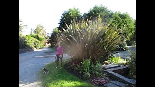 King size Phormium tenax in Tofino [upl. by Cosma]