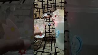 How to make Automatic water dispenser with ir sensor💜️trendingviralshorts [upl. by Enitsyrhc]