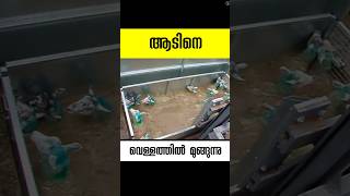 ആടിനെ മുക്കുന്ന വെള്ളം sheep dip malayalam facts shorts [upl. by Gyasi]