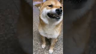 dog laugh stylepuppy shortvideo shortsviral [upl. by Halac]