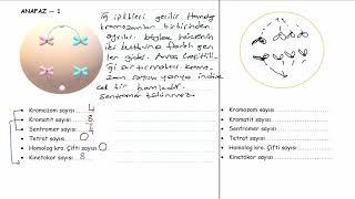 MAYOZ BÖLÜNME 1DERS [upl. by Ticknor]