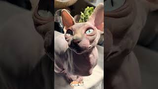 hairless cat [upl. by Merc]