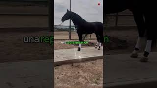 🔴Caballos PRE o Pura Raza Española 🔴 caballos DeCaballos [upl. by Htepsle]