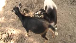 Goats Mating [upl. by Derreg]