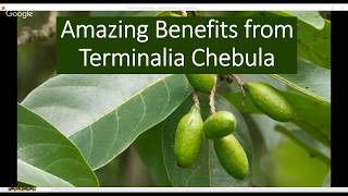 Terminalia chebula health benefits [upl. by Gagne262]