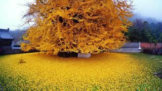 Interesting Facts about the GINKGO BILOBA TREE [upl. by Madelon]