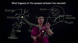 CBSE Class X Biology Conduction and Transmission of Nerve Impulses [upl. by Islek927]