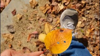 바스락 가을을 밟는 소리 ASMR  단풍  Rustling ASMR sound of stepping on fallen leaves in autumn [upl. by Assillam169]