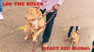 REDBOY JOCKO PITBULLS RECEIVE A VISIT [upl. by Rramaj]