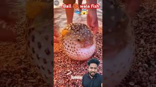 Wow Ball 🏀 fish 🐠🐟😱 fish pufferfish aquarium thefishfans fishing puffe ocean animals shorts [upl. by Kenzie]