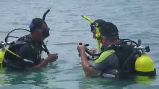 Diving at Bintan with sunfish cove Team [upl. by Vig991]