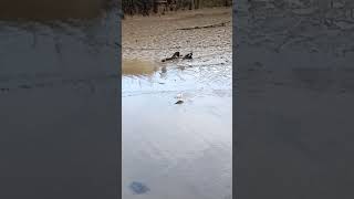 Seagull wrangling a flatty in Amble harbour [upl. by Maise]