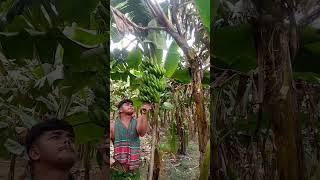 Banana harvest scenery ep638 shorts shortsfeed shortvideo [upl. by Ekal]