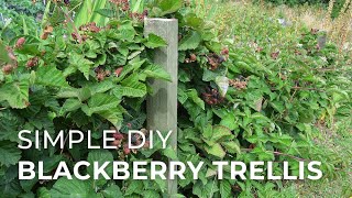 In the Garden Building a Blackberry Trellis [upl. by Drofwarc]