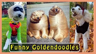 CUTE GOLDENDOODLE VIDEOS… that show they’re HILARIOUS dogs [upl. by Kaja]