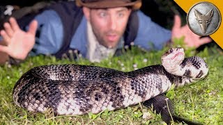 MASSIVE Cottonmouth Strikes Camera [upl. by Bilski]