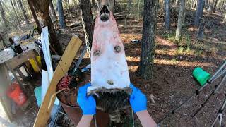 Fleshing a Coon with Necker Fleshing Knife Plus Stretching [upl. by Sutniuq]