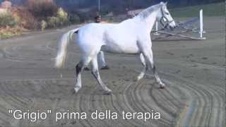 Cavallo con rottura del legamento collaterale  Cellule staminali del sangue [upl. by Enenej944]