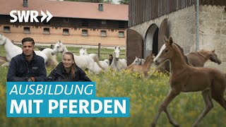 Ausbildung zum Pferdewirt im Gestüt Marbach [upl. by Loredo]