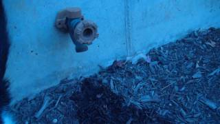 How to Winterize Hose Bibb or Spigot  ProMaster Home Repair [upl. by Atteuqahc]