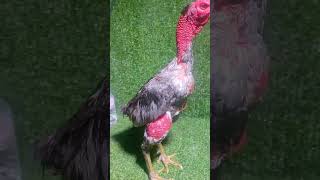 Rooster Farms ayam roosterandhen chickenfarm [upl. by Azalea]