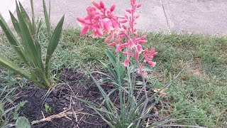 Cincinnati xeric planting and hesperaloe in full bloom [upl. by Herschel]