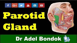 Anatomy of the Parotid Gland Dr Adel Bondok Channel [upl. by Ribal779]