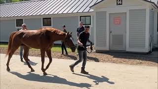 Todd Pletcher Discusses His Stable of Runners for the Belmont Stakes Racing Festival at Saratoga [upl. by Eneleahs]