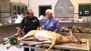 Q1 Buck Pole Epizootic hemorrhagic disease EHD with Tom Cooley [upl. by Hodgson]